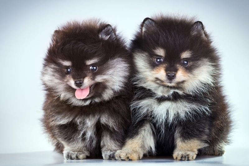 A Pomeranian has two coats, an undercoat and an outer coat. Former soft, fluffy; the latter long and perfectly straight.
