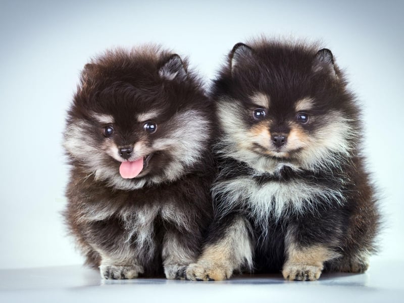 A Pomeranian has two coats, an undercoat and an outer coat. Former soft, fluffy; the latter long and perfectly straight.