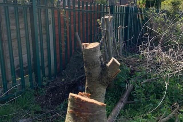 The trunks of fruit trees which were chopped down at Hallam Primary School (pic: Hallam Primary School)