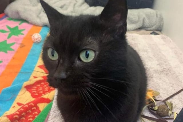 The black Domestic Shorthair crossbreed is approximately four years old. Very bossy, Katie will tell you off if you're late with her dinner or if she wants attention. Katie loves to relax, but requires a family who can support her and understand her naughty habbits.