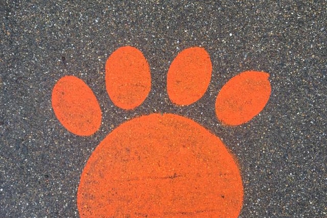 Giant fluorescent orange paws are now dotted around Edinburgh Zoo to help guide people on where to stand in a safe way