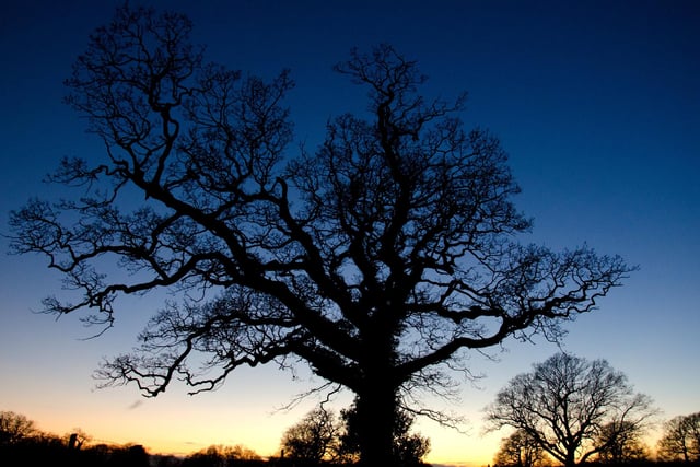 A lovely old oak tree silhouetted against the evening sky, taken at Warsash by Andrew Gregory from Locks Heath.