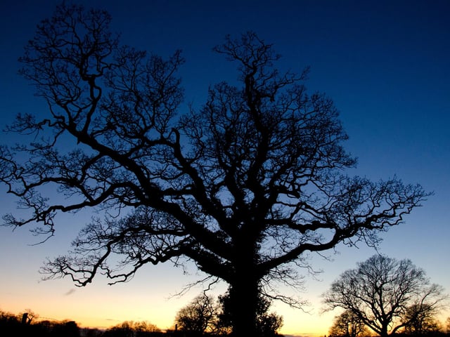 A lovely old oak tree silhouetted against the evening sky, taken at Warsash by Andrew Gregory from Locks Heath.