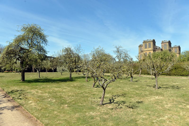 Blossom is blooming across Derbyshire and the National Trust is inviting people to emulate Japan’s Hanami – the ancient tradition of viewing and celebrating blossom - with its #BlossomWatch campaign. Hardwick Hall in spring bloom. Hardwicks fruiting orchard.

 