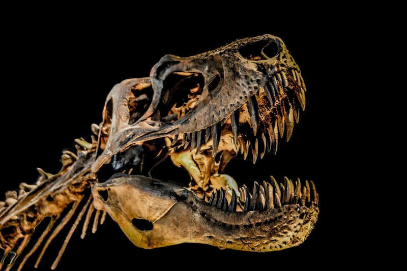 The mighty Tyrannosaurus Rex skeleton is just one of a huge number of fascinating attractions at the National Museum of Scotland, on Chambers Street. While entry is free, you currently have to book in advance due to coronavirus restrictions.