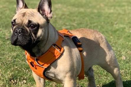 Rex the Frenchie enjoying a walk. Shared by Michael Ford.