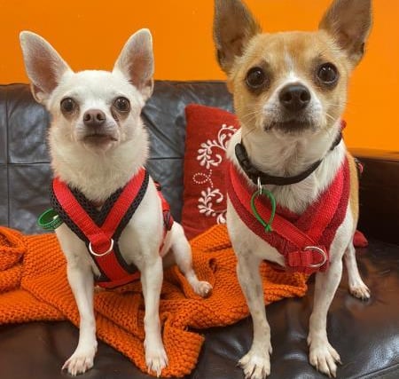 Meet Chihuahuas Foxy and Hugo. Foxy is a five years one months old  and her brother Hugo, is three  years and seven months. They would love to find a home together as they are really bonded, although very different in personality. Foxy likes the laid back life, whilst Hugo enjoys going on adventures. Their new family would ideally have a little knowledge of Chihuahuas. They need their own secure garden with at least 4ft, to play and zoom around together. They could live with a dog savvy cat, pending a success meet in the home. They could live with children 11 years plus (as long as they sneak them yummy treats here and there). They need a family to be around most of the time, but could be left for two hours. They would prefer to be the only dogs in the home, as they can get a little worried around bigger dogs. To find out more about the home Foxy and Hugo are looking for please visit https://www.jerrygreendogs.org.uk/adopt-a-dog.