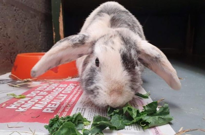 Nova has been fully weaned and is looking to find a new home so she can start living her life to the fullest. She's not a fan of being picked up, but a little petting is fine when she is on the floor. The SSPCA are looking for Nova to be rehomed with another rabbit.