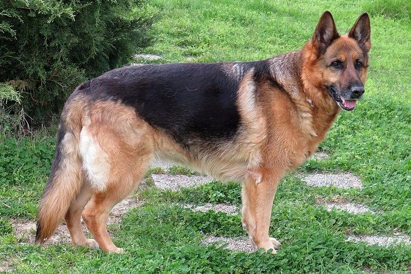 An intelligent breed famed for their use as police dogs, German shepherds were reported stolen 61 times. Of the missing dogs, 57 were purebreds and four were crosses.