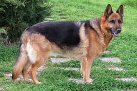 A German Shepherd or Herder breed is believed to have been the attacking dog.