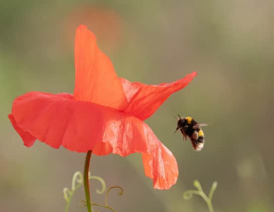 Bee and Poppy taken by Jenny Owen