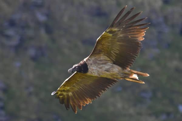 The vulture has been spotted in the Peak District. (Photo: Indy Greene).
