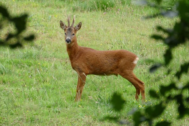 A roe deer at Potteric Carr