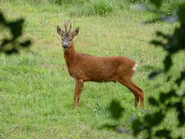 A roe deer at Potteric Carr