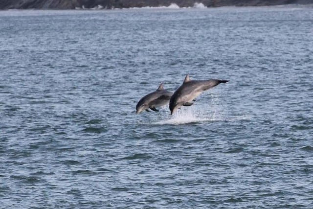 Around 91 dolphins have been spotted off the Whitburn coast in eight separate sightings. Most sightings came from the Whitburn Bird Observatory.