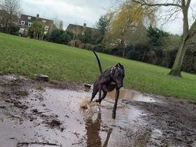 Ruby Smith enjoying a walk. Picture:  Dawn Williams