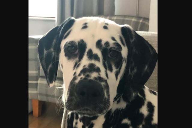 Pippa the dalmatian, who lives with her human Caroline Dakers