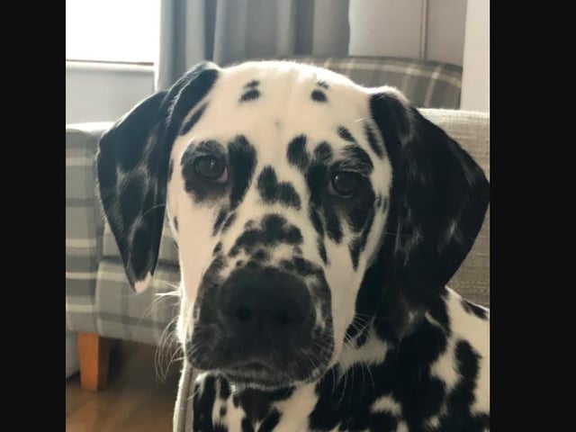 Pippa the dalmatian, who lives with her human Caroline Dakers