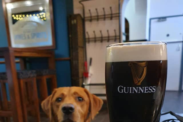 Eddie the labrador at the Dog & Partridge pub in Sheffield. Picture: Dog Friendly Sheffield.