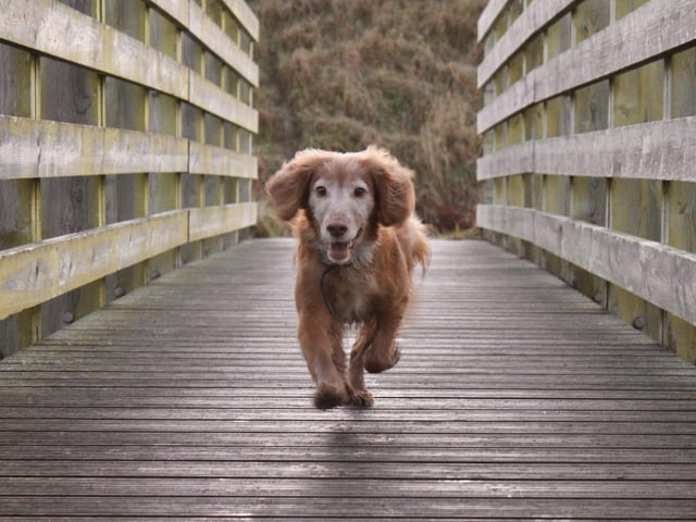 Working Cocker Spaniel,Jasper Running across the bridge