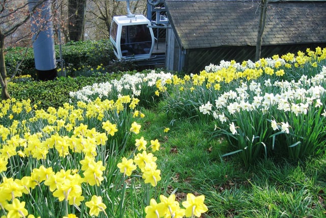 Daffodils on the hillside at The Heights of Abraham in 2010