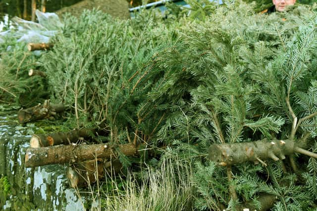 Two Sheffield children's charities start Christmas tree recycling services in January 2022