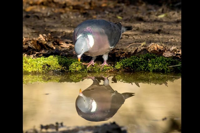 A wood pigeon admiring his own reflection.