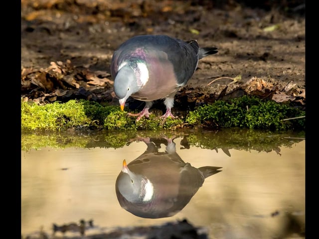 A wood pigeon admiring his own reflection.
