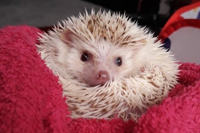 Flake the African pygmy hedgehog, who turns two this year.