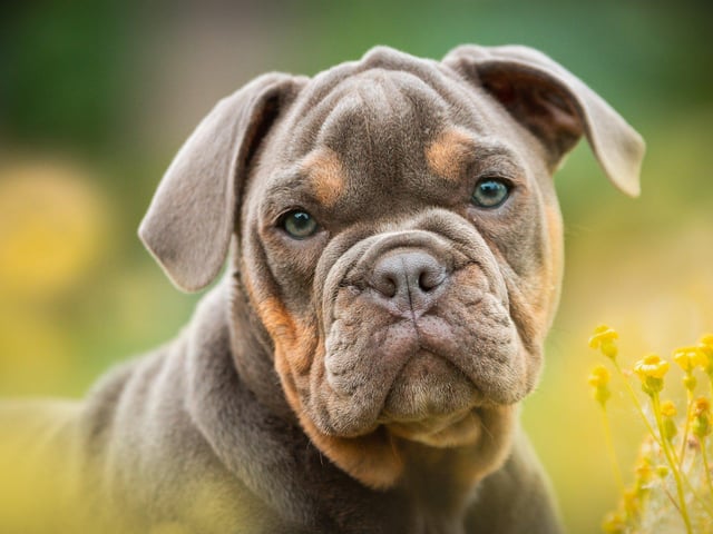 This first ever walk is to raise money for Geordie Bullies Springboard Rescue UK. On Sunday they are meeting at the carpark at Cusworth Hall about 9.50am with a view to start walking at 10am.