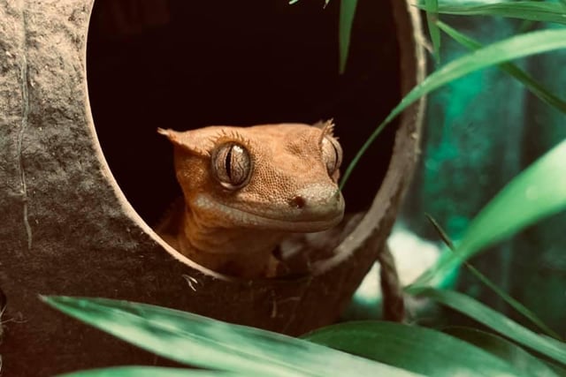 Another from Emma Swinton. Corvelle, one of her crested geckos, a species native to southern New Caledonia, which has specialised toe pads that allow them to move along vertical surfaces effortlessly