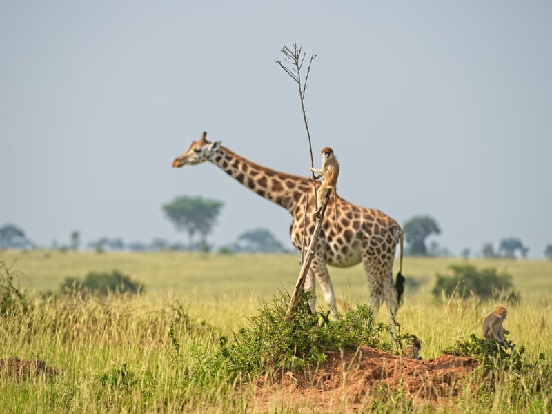 During a game drive we found a group of monkeys playing around with each other, jumping up and down from a bare branch. It was a joy to watch. After a while I saw a giraffe coming from the right. By the moment the giraffe did pass the branch, one of the monkeys was on his post to ride the giraffe :-)  .
Animal: Monkey and Giraffe
Location of shot: Murchison Falls NP, Uganda