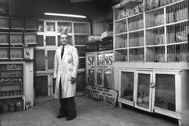 Sandy Banks in his pet shop which closed in 1982. The shop in Fleshmarket Close in Edinburgh had been there since the early 1900s.