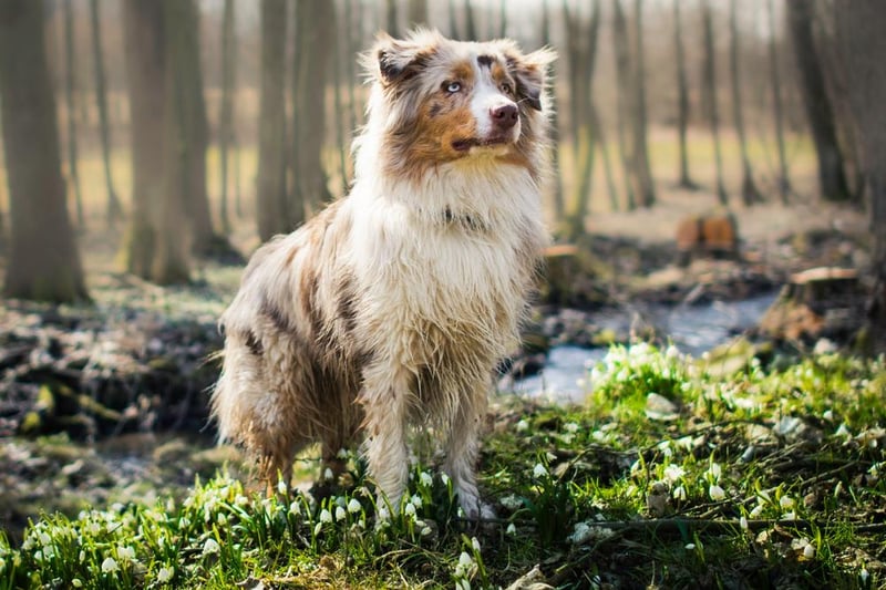 In the United States, the pretty Australian Shepherd proved to be the most popular dog.