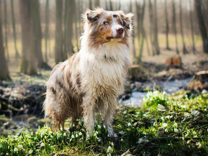 In the United States, the pretty Australian Shepherd proved to be the most popular dog.