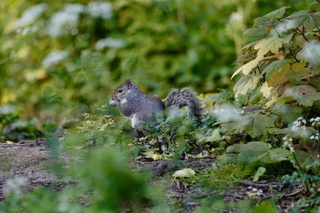 Foxes forest squirrel just minding his own business
