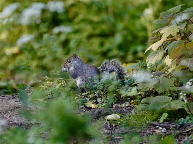 Foxes forest squirrel just minding his own business