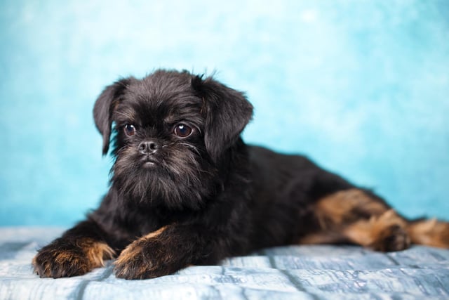 The Brussels Griffon is an intelligent and active breed of dog. They love interaction, activity, and mental stimulation (Photo: Shutterstock)