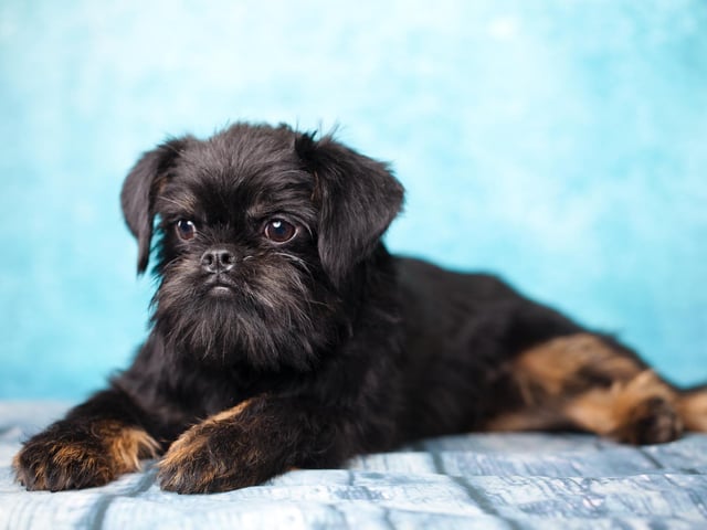 The Brussels Griffon is an intelligent and active breed of dog. They love interaction, activity, and mental stimulation (Photo: Shutterstock)