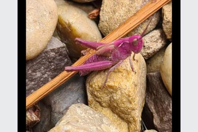 Kay Rowland was stunned to find this rare and beautiful pink grasshopper in her garden in Foxhill, Sheffield. Picture: Kay Rowland