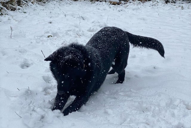 Playful pup in the snow. From Chris Hallam.