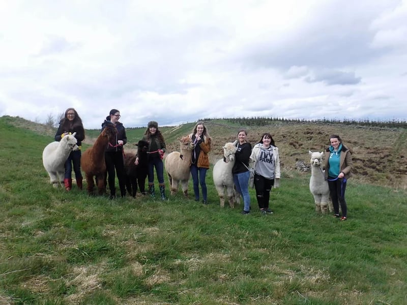 Netherfield Alpacas offer treks at their base in Coalburn, to the south of Lanark and easily reachable from Edinburgh and Glasgow. The alpaca experience lasts around two hours and includes a one hour trek, followed by learning about the process and steps of creating beautiful yarn from alpacas. You can also opt for a 45 minute mini trek or visiting alpacas and other animals on the farm. Find out more at www.netherfieldalpacas.co.uk.