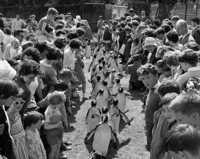 Families and children watch the famous Penguin Parade at Edinburgh Zoo in the summer of 1962. The first parade happened by mistake when some penguins escaped their enclosure in 1950.