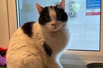 Karen is a beautiful cat. When she was taken in to the RSPCA she was nervous and fearful of humans. She has now grown in confidence and enjoys taking some treats off her human pals. She also is coming around to spending some time with people. Do you have the patience to help her confidence grow further?
