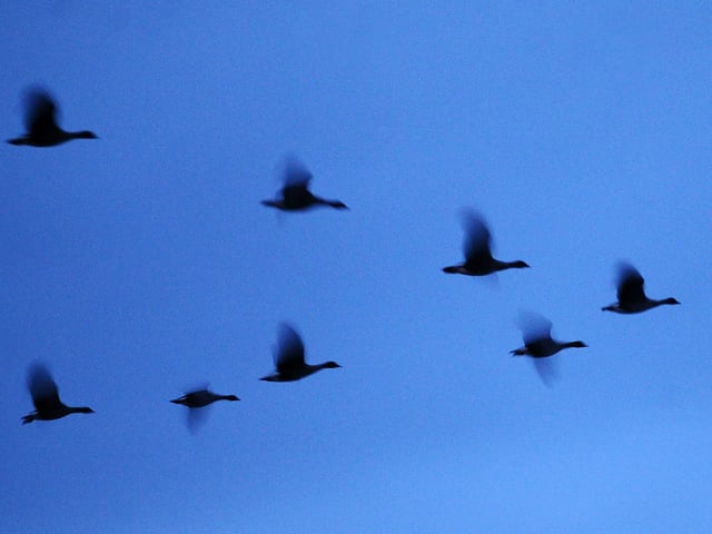 Pink-footed geese gather at Montrose Basin.