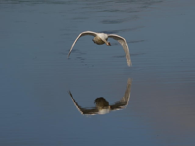 Swan in flight