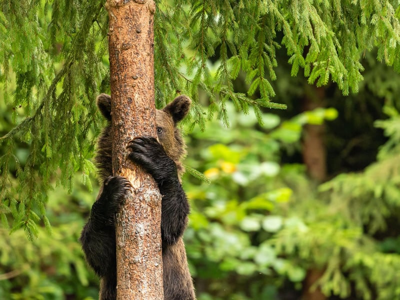 A young bear descending from a tree looks like he/she is playing hide and seek.
Animal: Brown Bear
Location of shot: Hargita Mountains, Romania