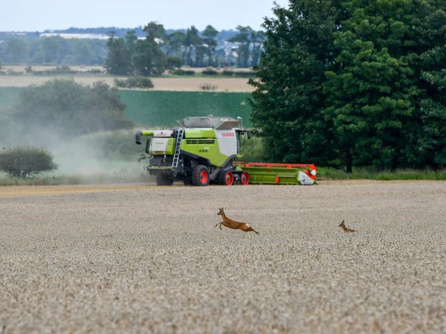 Wheat harvest at Wheatrig Farm, Longniddry. Deer.