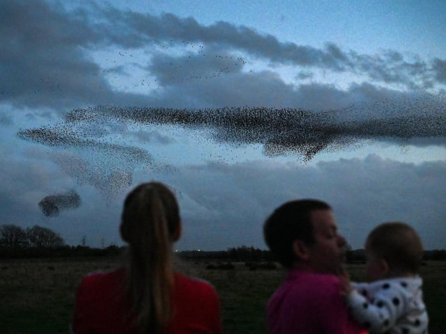 Starlings put on a display as they gather in murmurations in Gretna, Scotland.