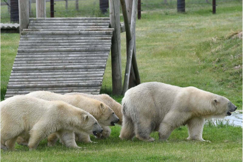 The bears are already settling in to their new home.